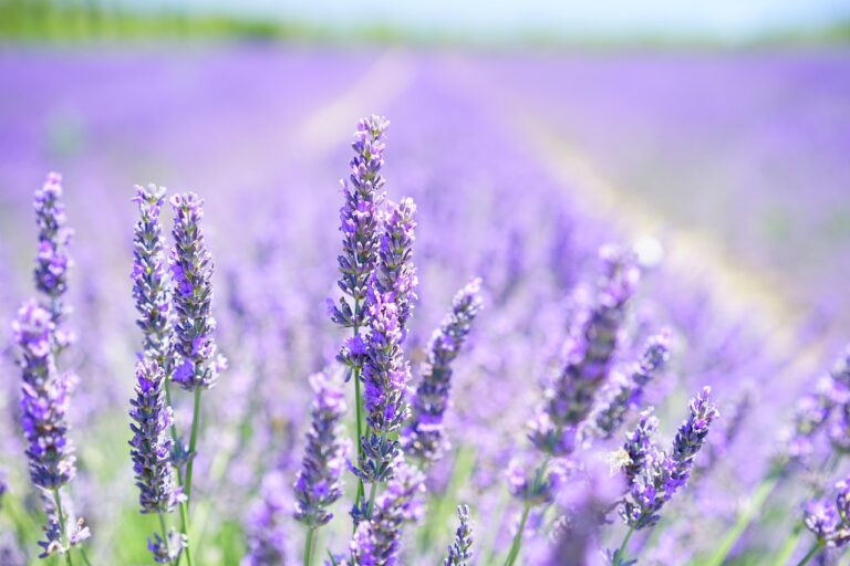 lavender, flowers, flower wallpaper, field, bloom, blossom, plant, flora, aromatic, fragrance, lavender blossom, lavender field, lavender cultivation, lavendula, beautiful flowers, lamiaceae, scented plant, medicinal plant, fragrant, garden flowers, herbs, flower background, lavender meadow, summer, garden, nature